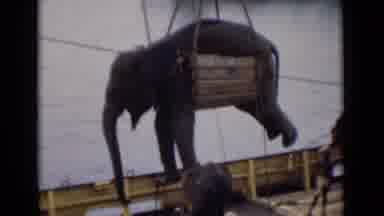 Colombo Ceylon (1946): Elephant In Sling Lifted Into Air To Be Moved From Firm