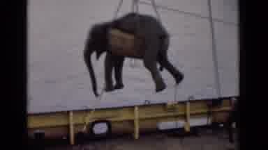 Colombo Ceylon (1946): A Scared Elephant Being Moved On A Boat By A Harness Hooked