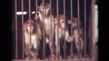 India (1946): Caged Monkeys People Walking Around Small Elephants Near Water