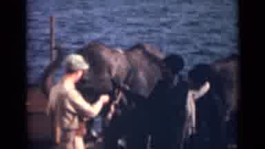 India (1946): Group Of Human Beings Holding Three Elephants Near The Water