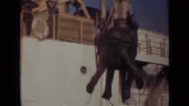 India (1946): View Of Elephant Unloaded From Ship On A Sunny Day