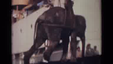 India (1946): People Unloading Elephant From Ship Using Sling Harness On A Sunny