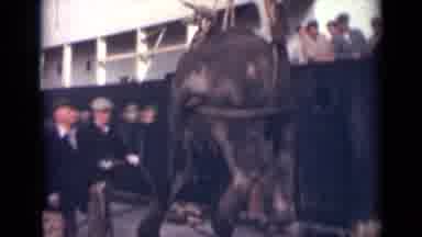 India (1946): Old Fashion Way The Modern Man Lowered Animals Off A Large Cargo