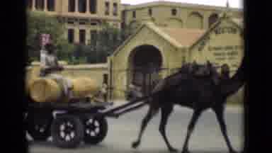 Suez Canal Egypt (1946): A Man Sitting On Cart Driven By Camel On Street Of City