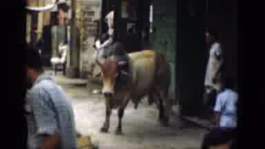 Suez Canal Egypt (1946): The Animals Are Walking So They Can Be Seen By The Public