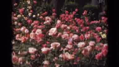 New York-1947: Lush Rose Garden and Woman in White Dress Walking