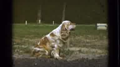 New York (1947): Very Cute And Apparently Docile White Dog With Orange Spots