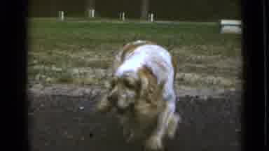 New York (1947): Cocker Spaniel Dog Walks Towards The Camera Then Two People