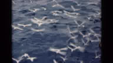 Persian Gulf (1947): Flock Of White Birds Flying Over Water On A Bright Sunny Day