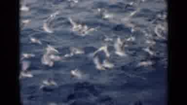 Persian Gulf (1947): Flock Of Seabirds Feeding From Body Of Water Flying Around