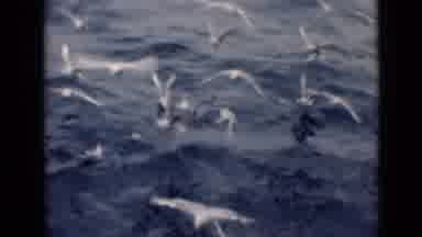 Persian Gulf (1947): Sea Birds Fly Over Water And Land On Surface In Feeding
