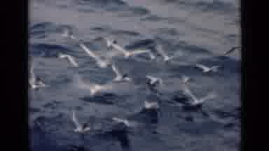 Persian Gulf (1947): Flock Of Flapping White Seagulls Landing On Calm Ocean Waves