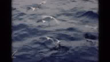 Persian Gulf (1947): Flock Of Birds Over Choppy Surfaced Water Flying Down To Feed