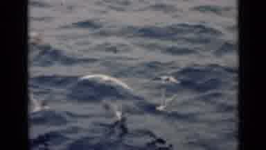 Persian Gulf (1947): Sunkissed Sky Still At Dawn With Curling Water Being Touched
