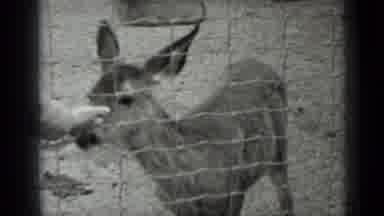 San Francisco California (1937): Feeding A Captured Fawn In Front Of A Beautiful