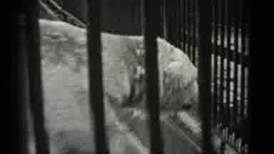 San Francisco California (1937): The Hyena Crossing A River Aimfully