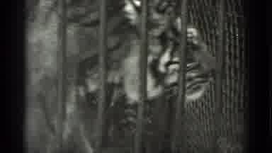 San Francisco California (1937): The Lion Is Getting Very Anxious To Get Out Of