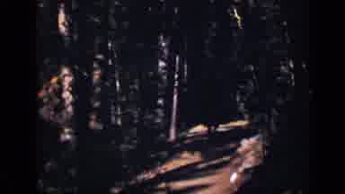 Colorado USA (1938): Dark Scene Of Forest Pathway Dappled Light On Path People