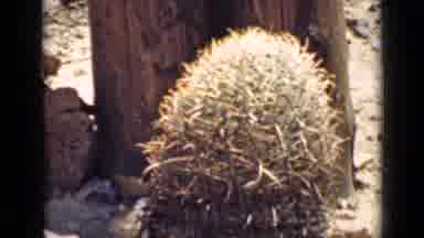 Arizona USA (1939): A Variety Of Desert Plants Filmed Outside In The Arizona Wild