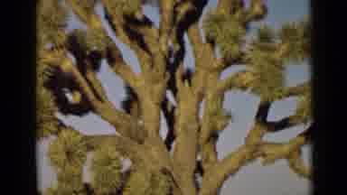 Arizona USA (1939): Close Up Footage Up Exotic Trees Baking In The Sun