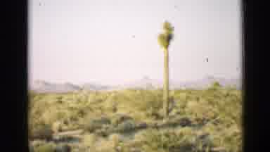 Arizona USA (1939): A Woman In White Dress Is Standing In Open Area With Tree