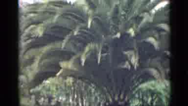 Arizona USA (1939): View Of Large Palm Tree And Office Sign On A Clear Day