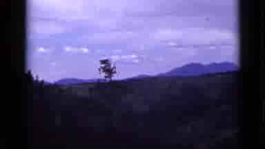 Colorado USA (1939): Landscape With A Lot Of Pine Trees And A Mountain On The