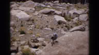 Colorado USA (1939): A Bird On The Stone And A Squirrel Eating In A Person's Hand