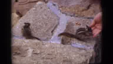 Colorado USA (1939): Feeding Squirrels Nuts By The Hand Again And Again