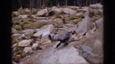 Colorado USA (1939): A Cute Little Squirrel Is Sitting On A Rock Chewing On A