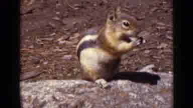 Colorado USA (1939): Squirrel Eating Food Relaxing On Rock Then Silhouette Of
