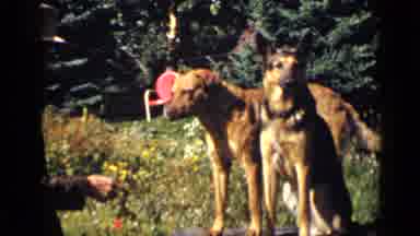 Colorado USA (1939): Dogs Outside Getting Trained By A Man During The Daylight And