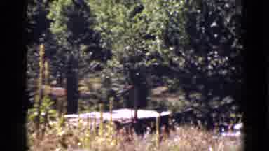 Colorado USA (1939): Water Stream In Dense Forest