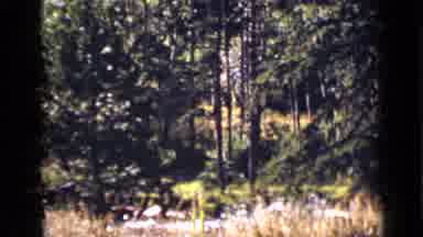 Colorado USA (1939): The Camera Captures The Views Provided By Nature In The Woods