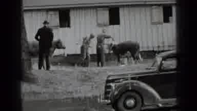 Cow-abunga! Farmers are milking their jobs for all it's worth!