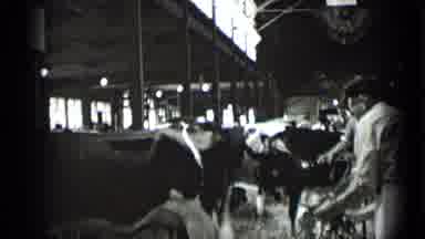 New York USA (1939): People About To Milk Cows As They All Stand In A Line In A