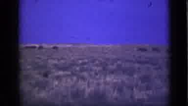 Utah USA (1939): Grainy Film Of Prairie With Buffalo Roaming In Background Panning