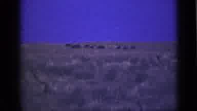 Utah USA (1939): Some Type Animals Roaming In Desert Type Wilderness