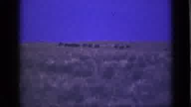 Utah USA (1939): Shot Of Animals In The Distance Then Small Lake With Woods In