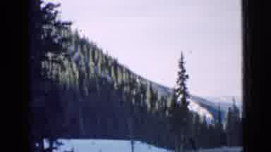Utah USA (1939): Lovely Views Of The Evergreen Trees Behind The Snow On The