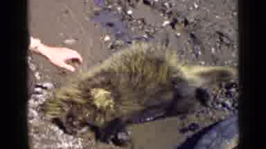 Utah USA (1939): Man Checking To See If The Cat Or Animal Was Dead Or Injured