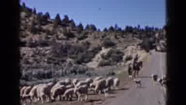 Utah USA (1939): A Herd Of Sheep Crosses The Road As Man On Horseback Follows Them