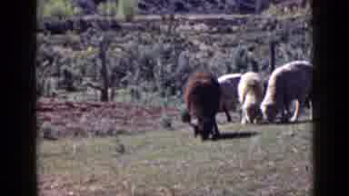 Utah USA (1939): Group Of Sheep Eating In A National Park
