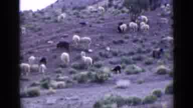 Utah USA (1939): A Herd Of Animals Grazing On A Cliffside A Donkey Standing On A