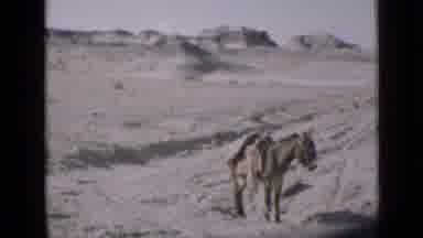 Utah USA (1939): A Llama Outside On The Sand While A Women Watches It Outside In