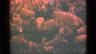 Ontario Canada (1940): Yellow Plants And Trees By Day In A Forest In Autumn