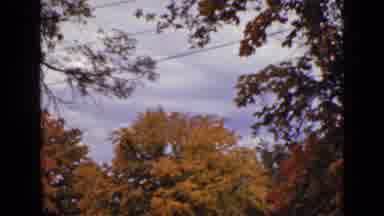 Ontario Canada (1940): Two Scenes Of Autumn Colored Leaves On Trees On Sunny Day