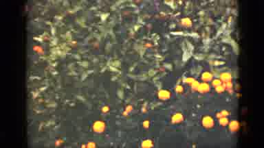 Ontario Canada (1940): Different Scenes Of Orange Yellow Bright Pink Flowers And