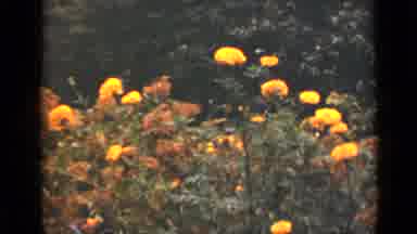 Ontario Canada (1940): Blooming Red And Yellow Flowers On A Bright Sunny Day