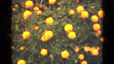 Ontario Canada (1940): View Of A Few Different Types Of Flowers In Nature That Are